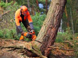 Best Tree Planting Services  in Granite Falls, MN